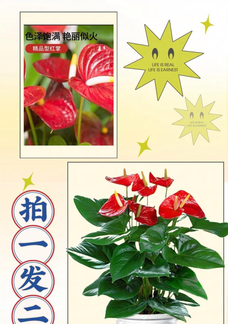 红掌叶子枯萎了怎么救？（以土培养红掌的叶子为何枯萎？如何有效救治？）