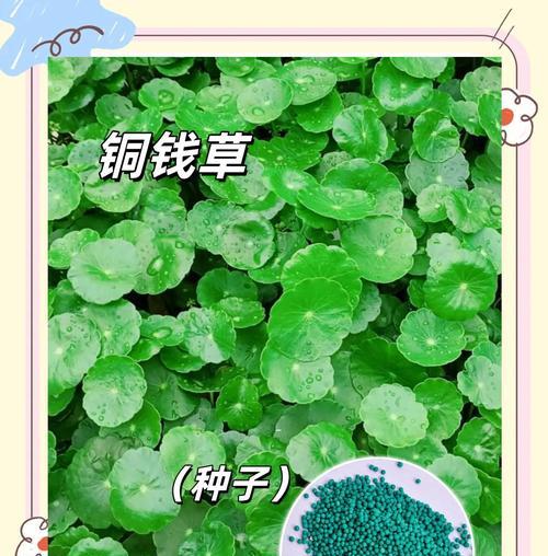 探寻铜钱草的神奇之旅（一个铜钱草的成长故事）