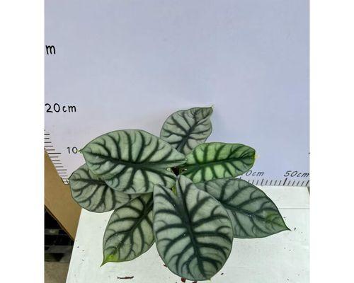 以海芋怎么水培（简单操作让海芋轻松生根成长）