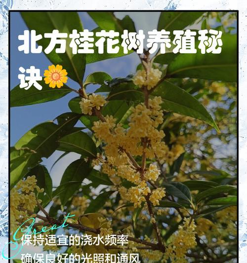 北方冬季树木的浇水技巧（保证树木健康生长的关键——正确的冬季浇水方法）