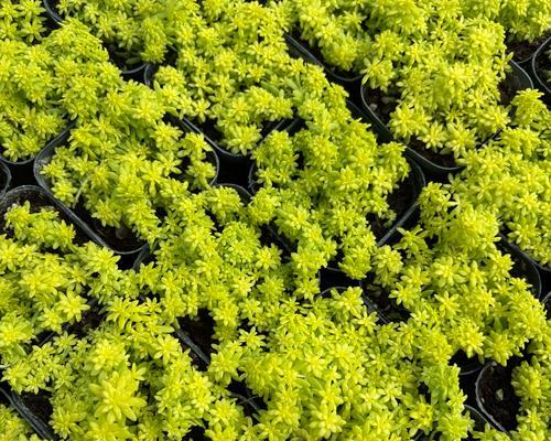 黄金万年草冬季养护指南（寒冷季节下如何照顾你的黄金万年草）