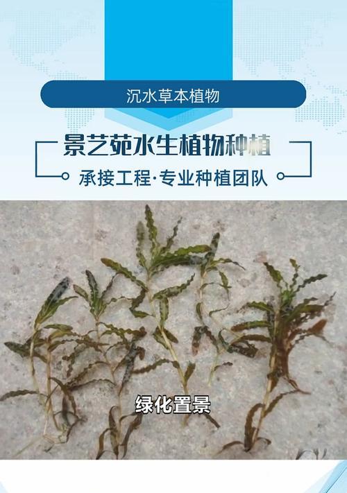 水培植物清洗指南（以水培种植的植物如何进行清洗，保持健康生长？）
