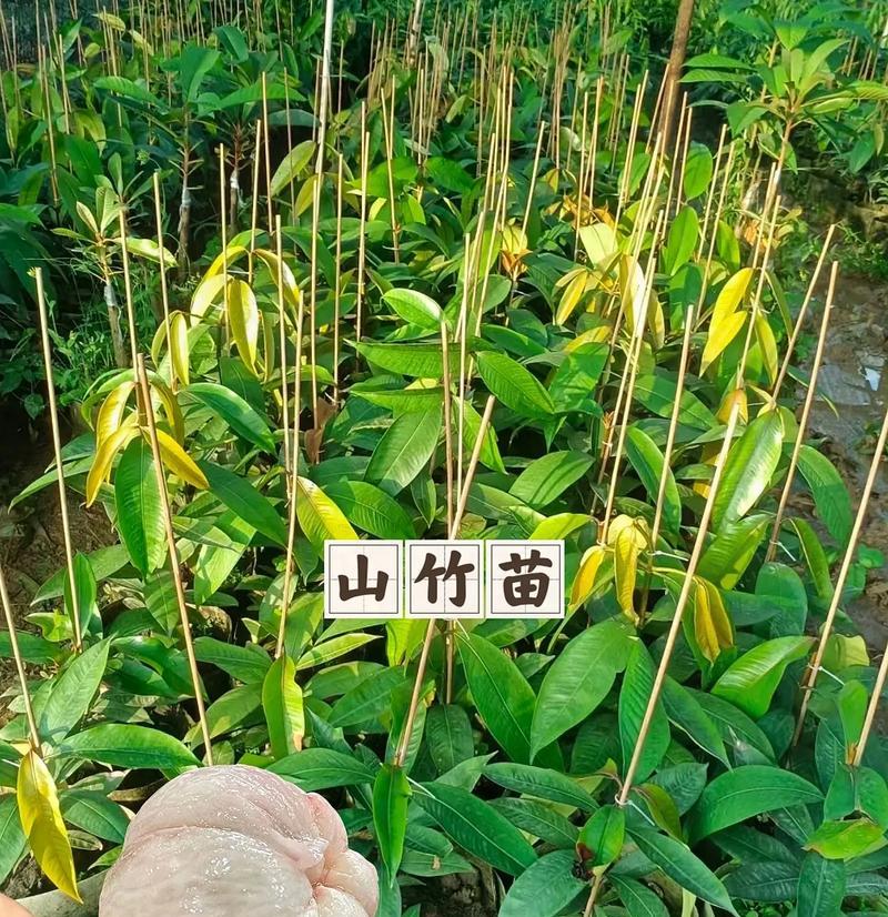 以三竹怎么养殖？（三竹养殖的关键步骤和技巧）