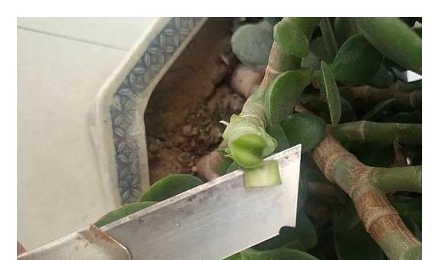五色花修剪手法与技巧（掌握五色花修剪的关键步骤，打造美丽花坛）