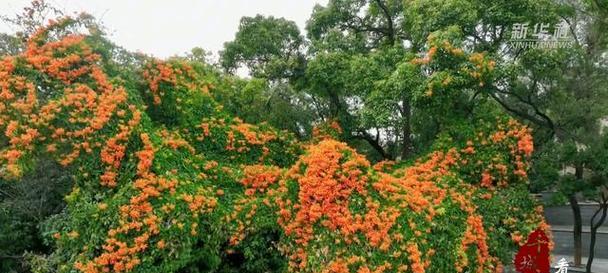 福建园艺（探索福建地域优势，种植各色各样的花卉）