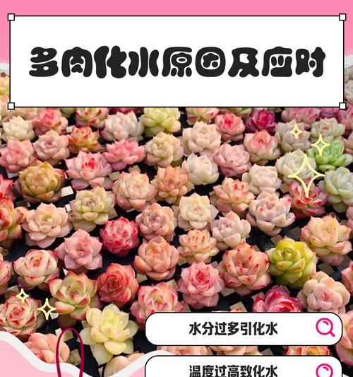 化水多肉处理秘籍（让化水多肉焕发新生的五大技巧）