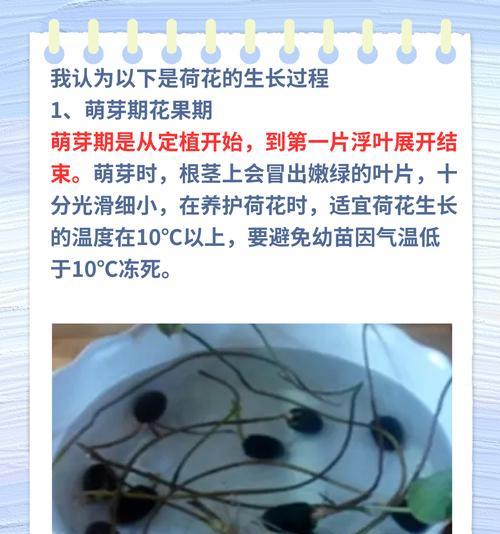荷花的种子传播方式（探究荷花的繁殖途径及其重要性）