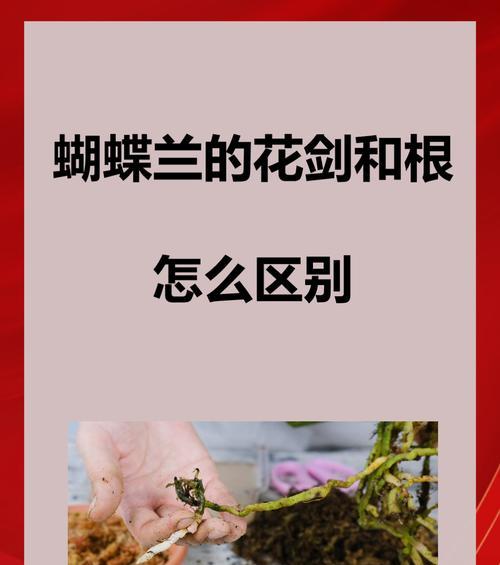 探秘蝴蝶兰生长环境及特点（了解蝴蝶兰生长的必要条件，打造适宜的栽培环境）