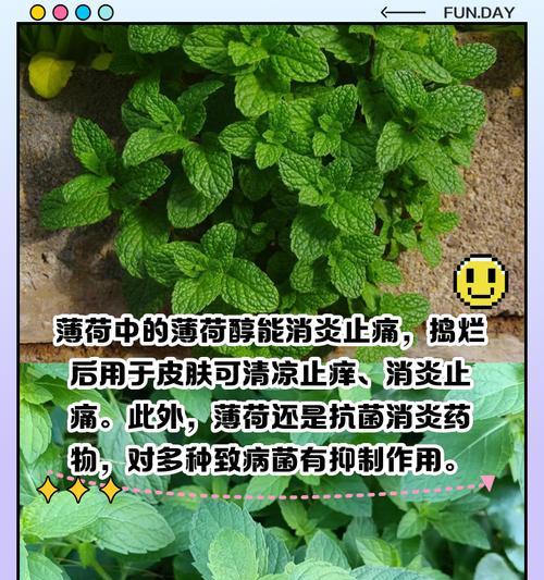 薄荷叶种植的益处——清新舒适的生活（以薄荷叶怎么种植，让你拥有清凉夏日）