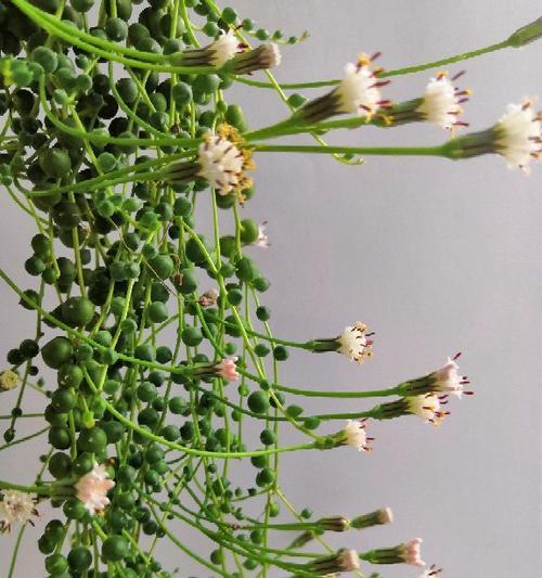 以花珍珠吊兰的养护要点（打造迷人的室内绿植风景，细致关怀让花珍珠吊兰茁壮成长）