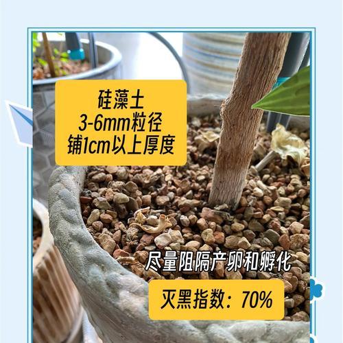 小黑飞（探索小黑飞的诞生及其应用前景）