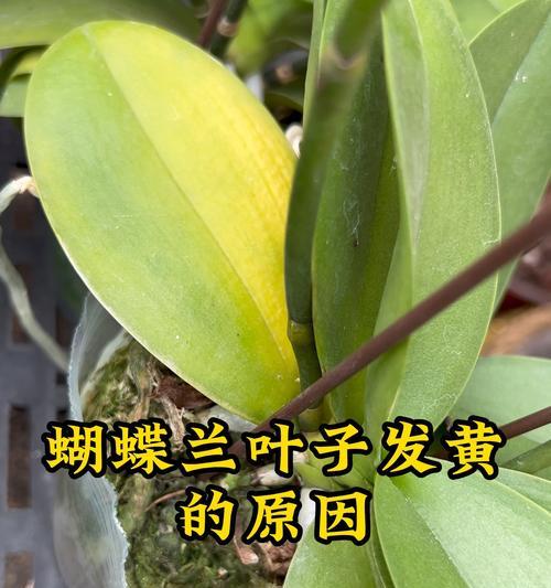 如何解决胡碟兰叶子发黄问题（胡碟兰叶子变黄的原因及有效护理方法）