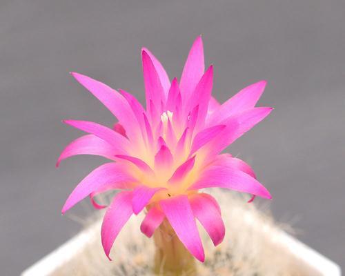 夏季遮阳小技巧（以仙人球为主要遮阳植物，打造清凉夏日）
