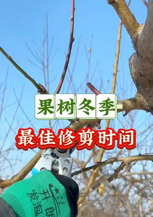 龙眼树剪枝技巧详解（合适的剪枝时间、注意事项、剪枝方法）