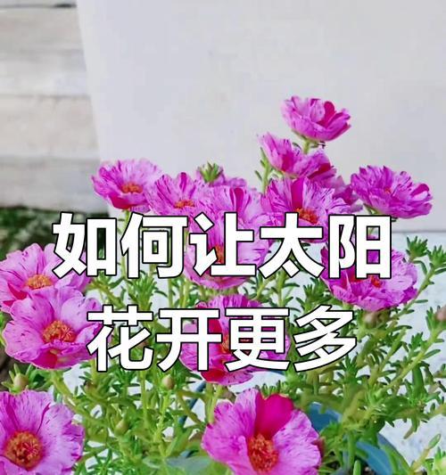 携手共舞，花开绽放（让花朵齐声绽放的秘密）