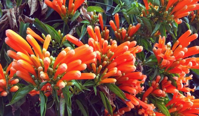 探究炮仗花叶子变黄的原因（以炮仗花为例，解析叶子变黄的根源）