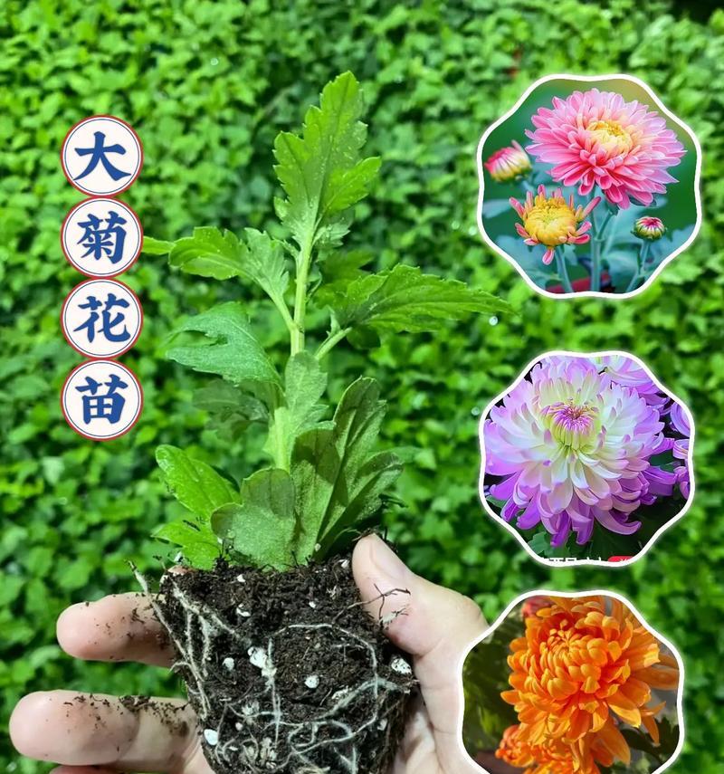 如何养护木菊使其开花？（-养护方法和技巧）