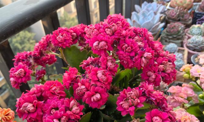 长寿花——品味岁月的花海（探索长寿花花头的神奇之处，感受自然美的魅力）