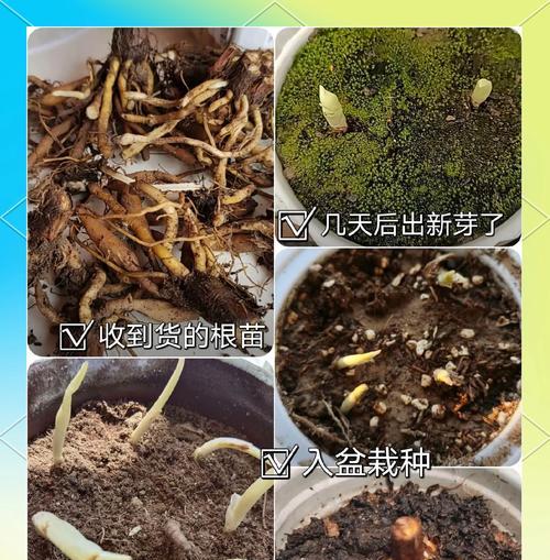 吊兰叶根发黄的原因和处理方法