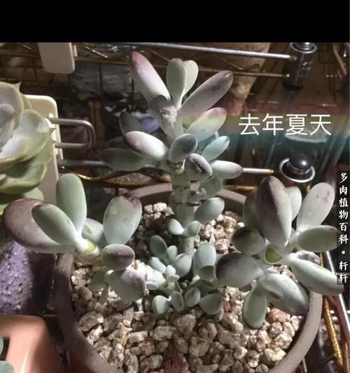 打造绚丽夏日花园（夏季必备的色彩斑斓花卉，华丽风车花养护指南）