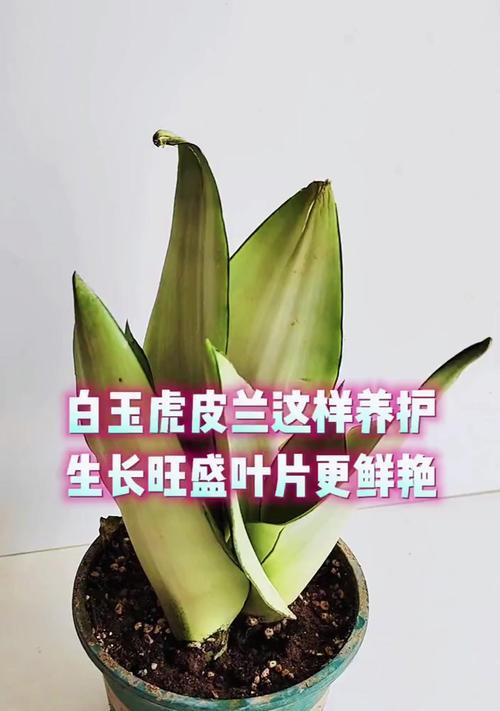 玉兰草的养殖技巧与注意事项（打造美丽花园的不二选择）