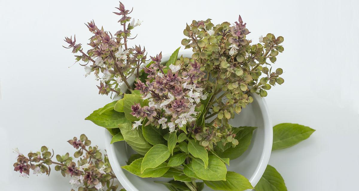 罗勒开花详解（探究罗勒开花的样子和特点，助力种植和欣赏）