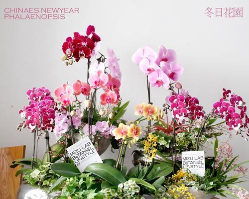 蝴蝶兰花语——寓意与象征（追逐自由之美——蝴蝶兰的15种寓意）