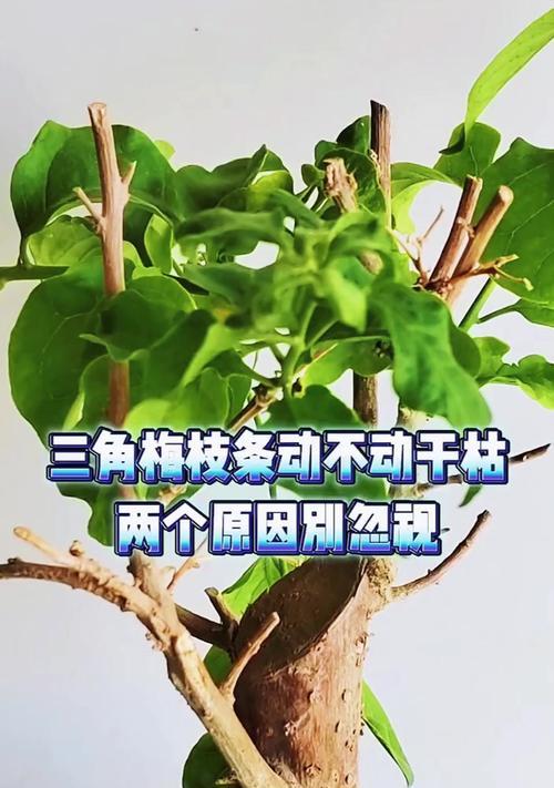 应对三角梅枝条过长的方法（让你的三角梅健康生长，拥有美丽枝叶）